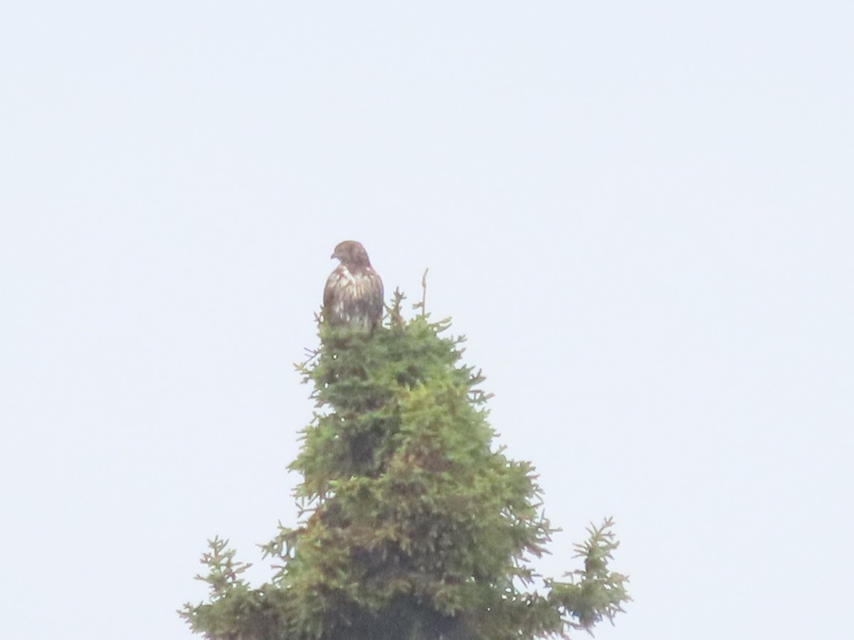 Red-tailed Hawk (Harlan's) - ML481362641