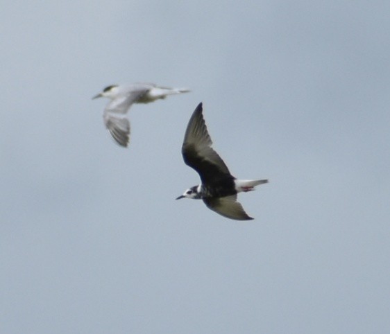 White-winged Tern - ML481363281
