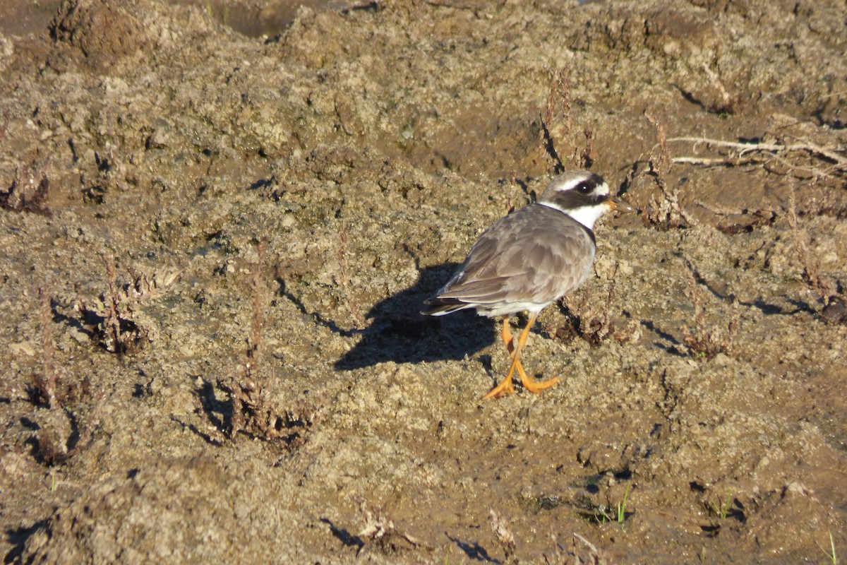Common Ringed Plover - Laura Rollán