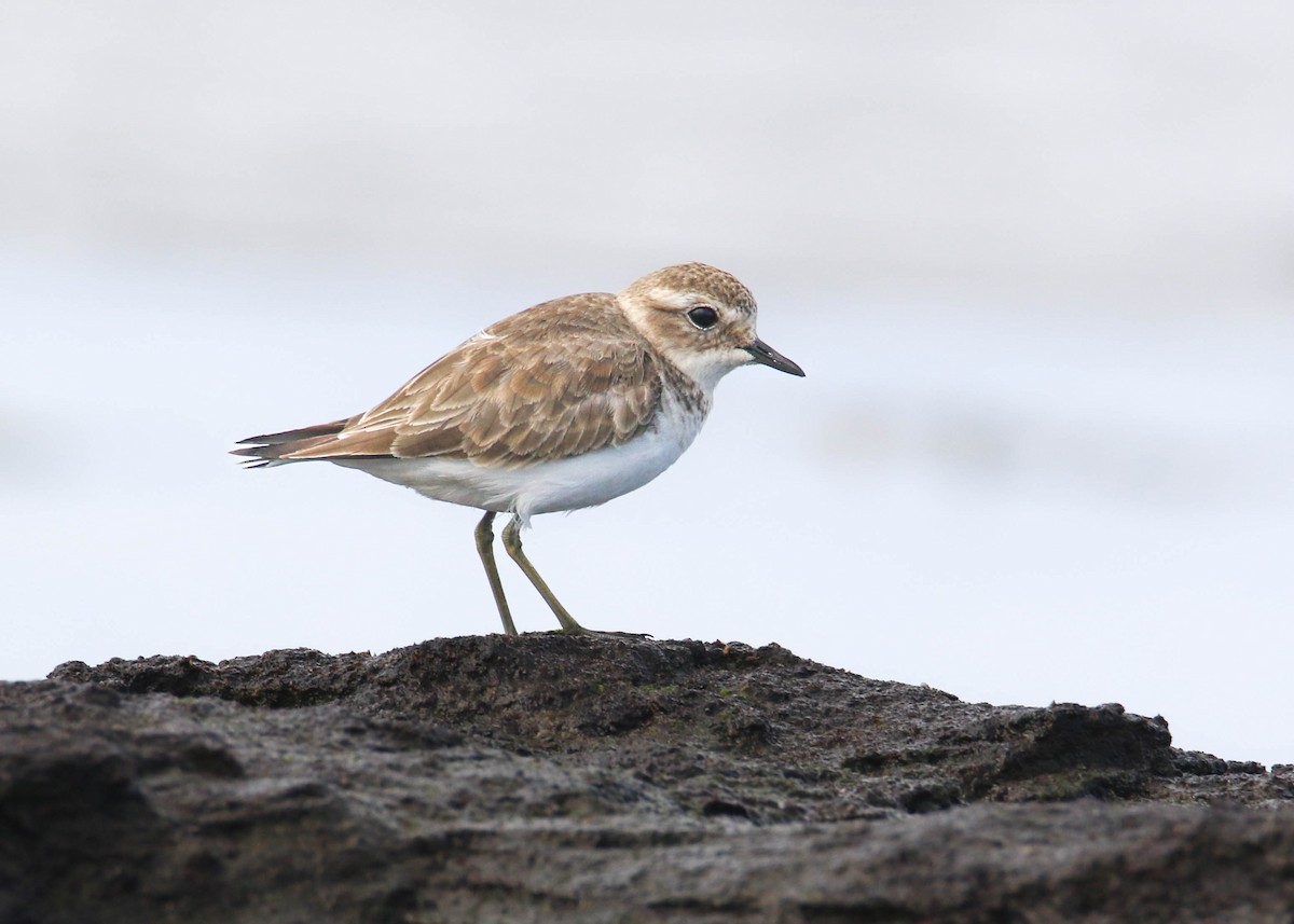Double-banded Plover - ML481363741