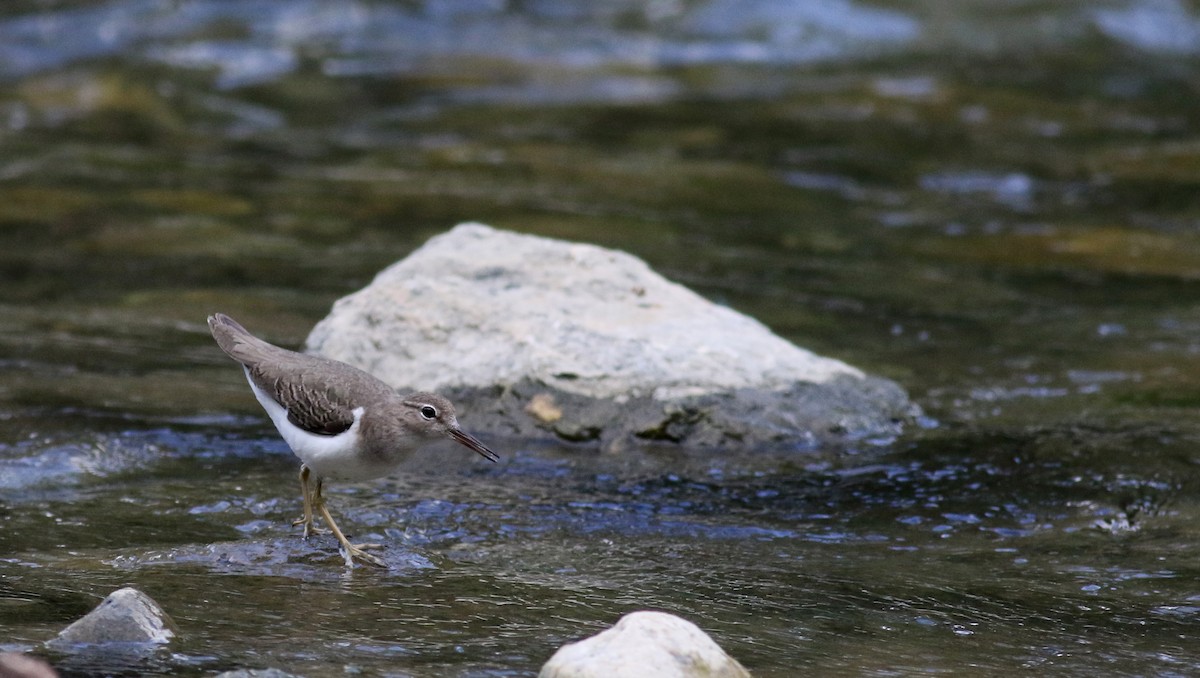Spotted Sandpiper - Jay McGowan