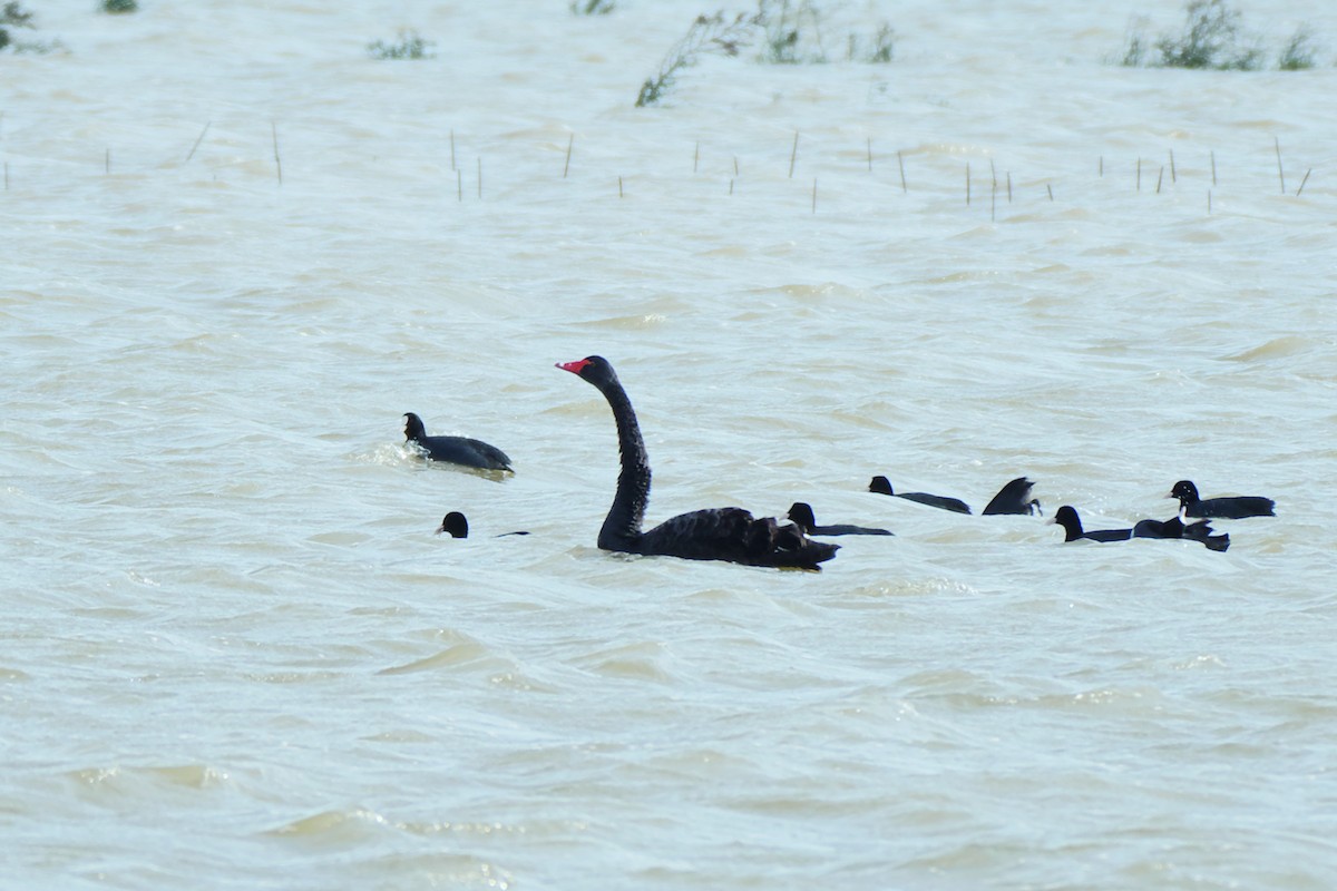 Black Swan - Jose Antonio Lama
