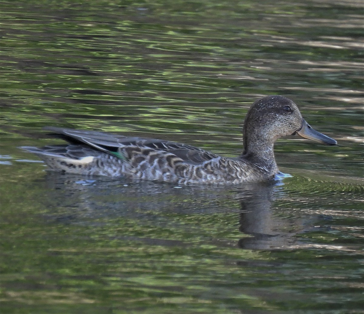 Green-winged Teal - ML481366561