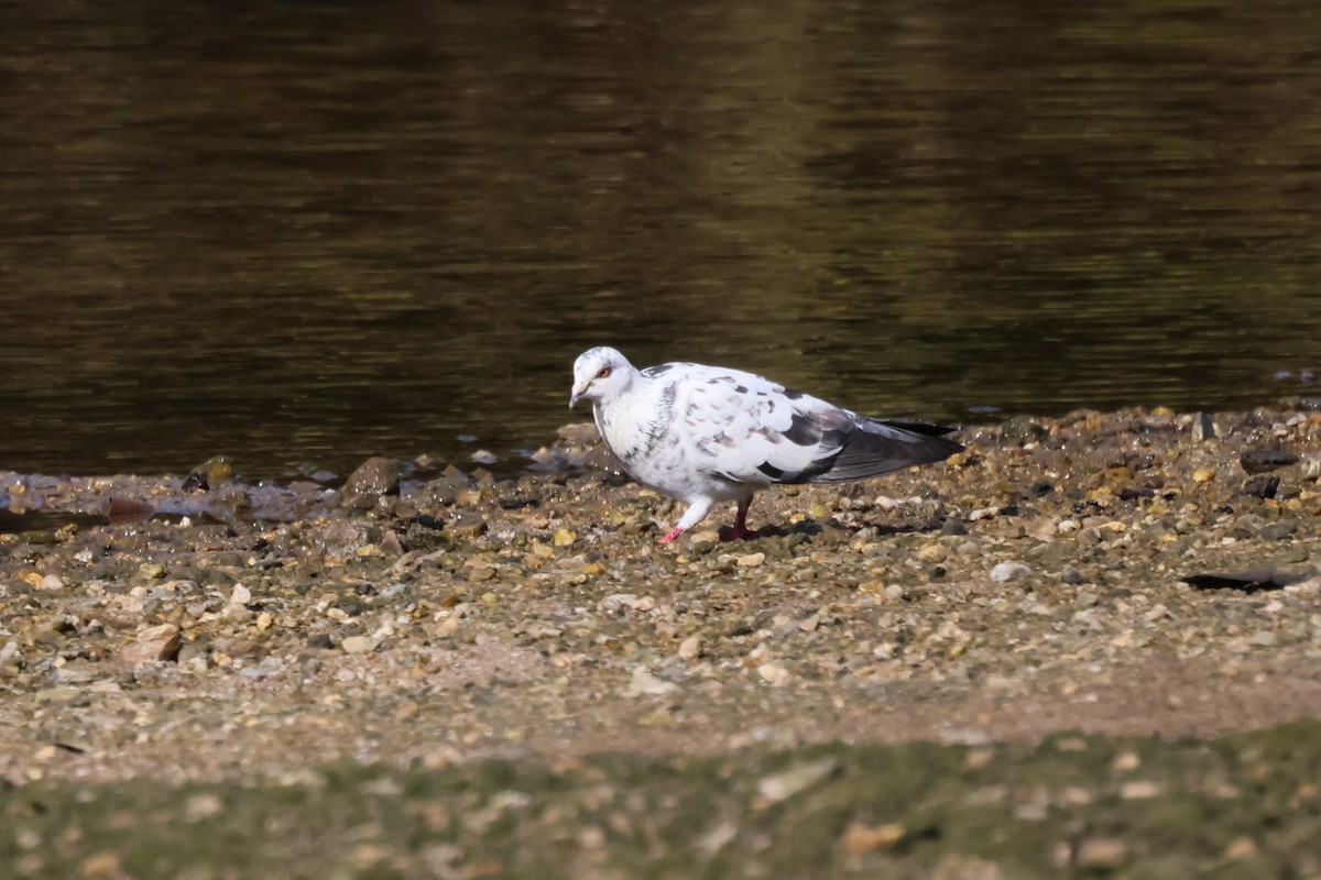 Rock Pigeon (Feral Pigeon) - ML481367431