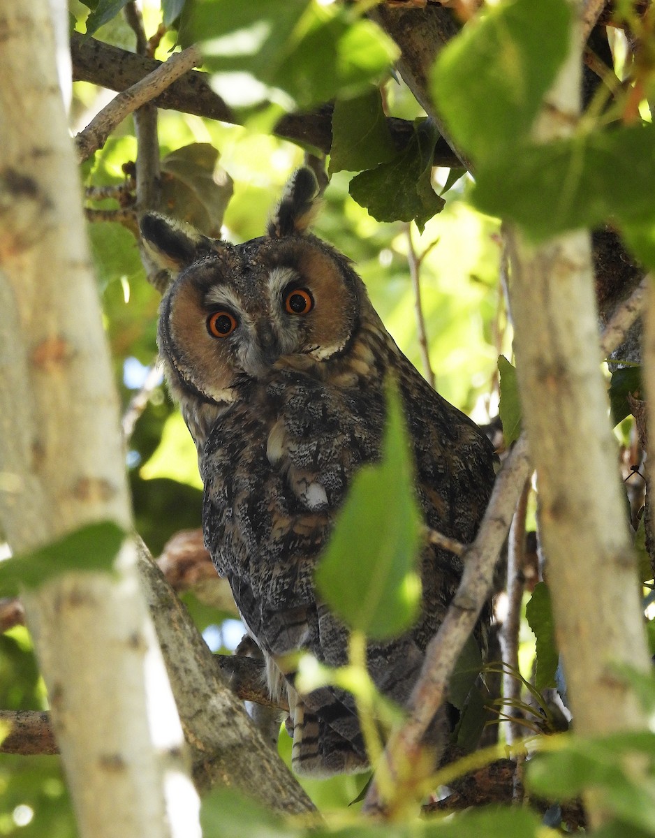 Long-eared Owl - Alfonso Rodrigo