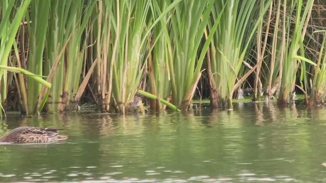 Spotted Crake - ML481376511
