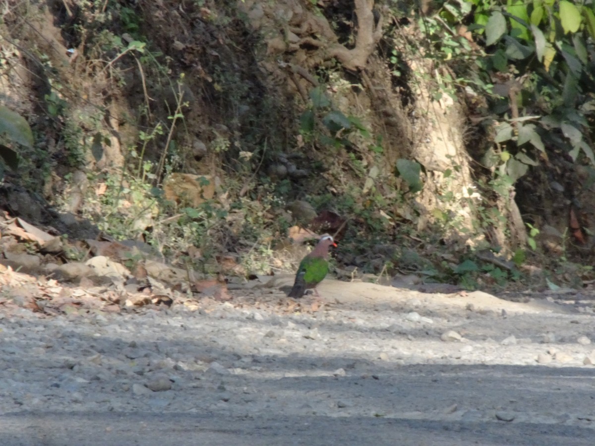 holub zelenokřídlý - ML481377751