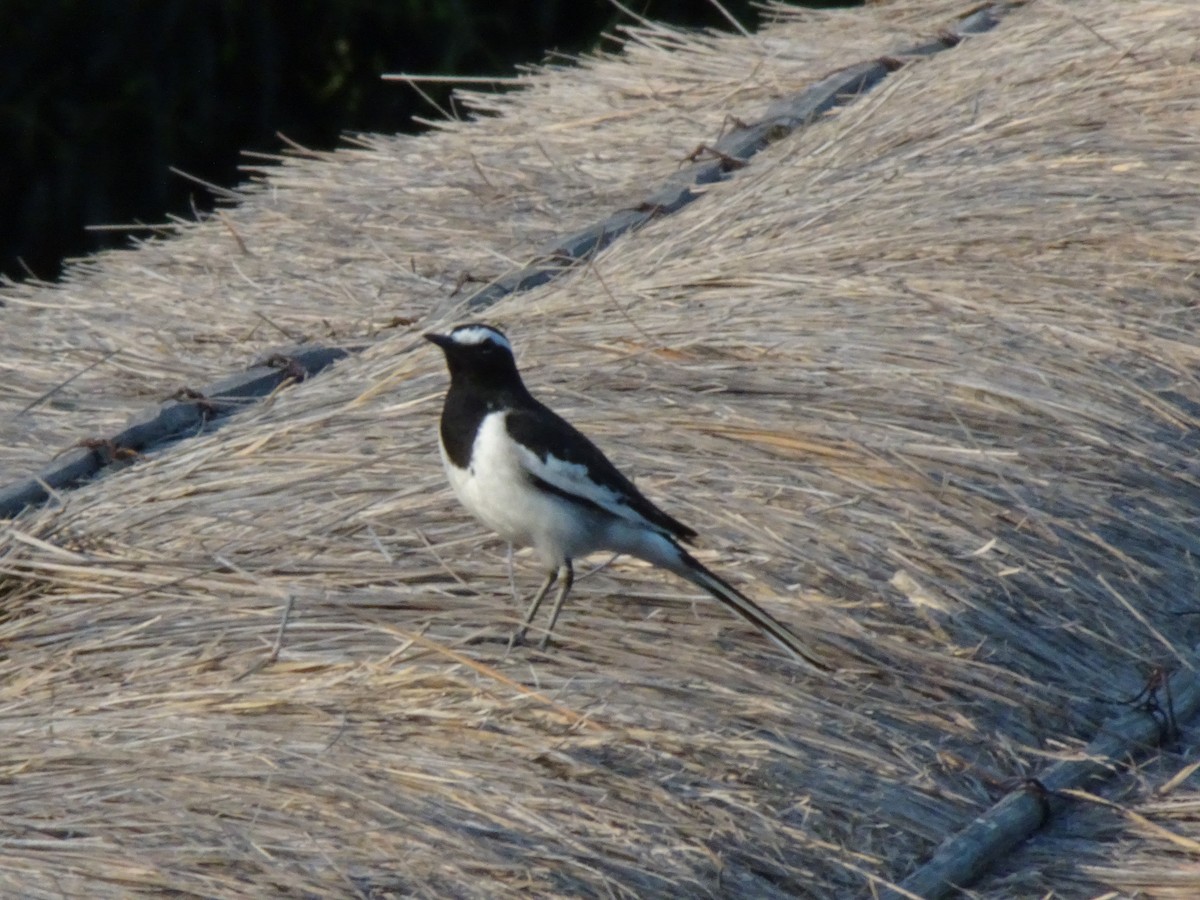 White-browed Wagtail - P B