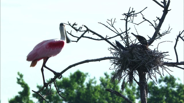 Roseate Spoonbill - ML481381