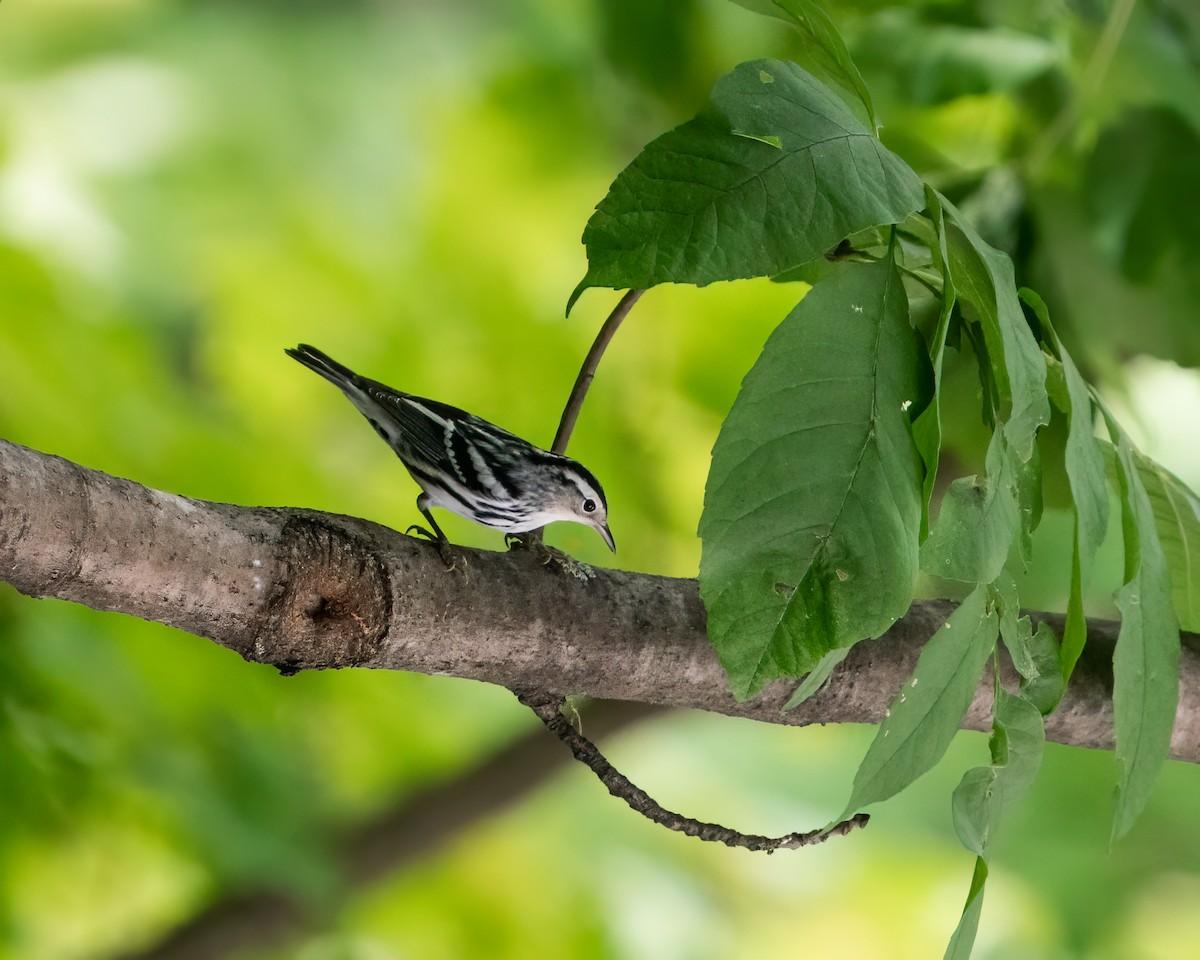 Black-and-white Warbler - ML481381231