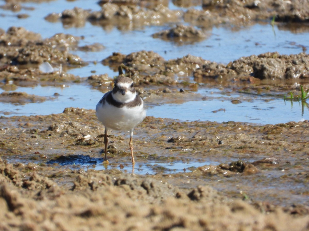 Semipalmated Plover - ML481382971