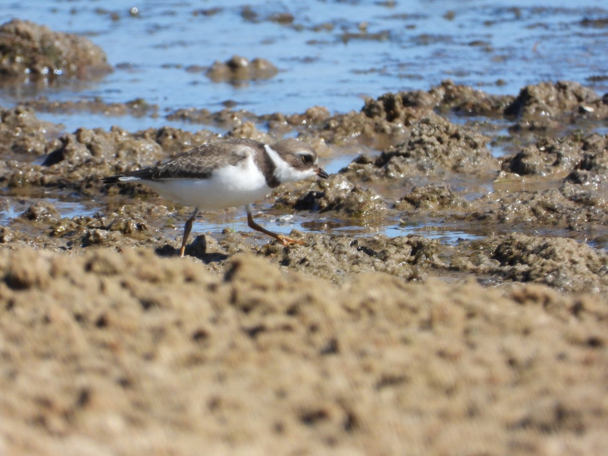 Semipalmated Plover - ML481382981