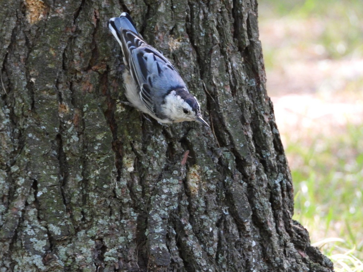 White-breasted Nuthatch - Manon Guglia