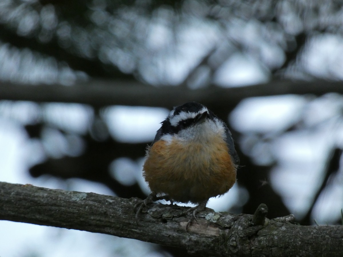 Red-breasted Nuthatch - ML481384101