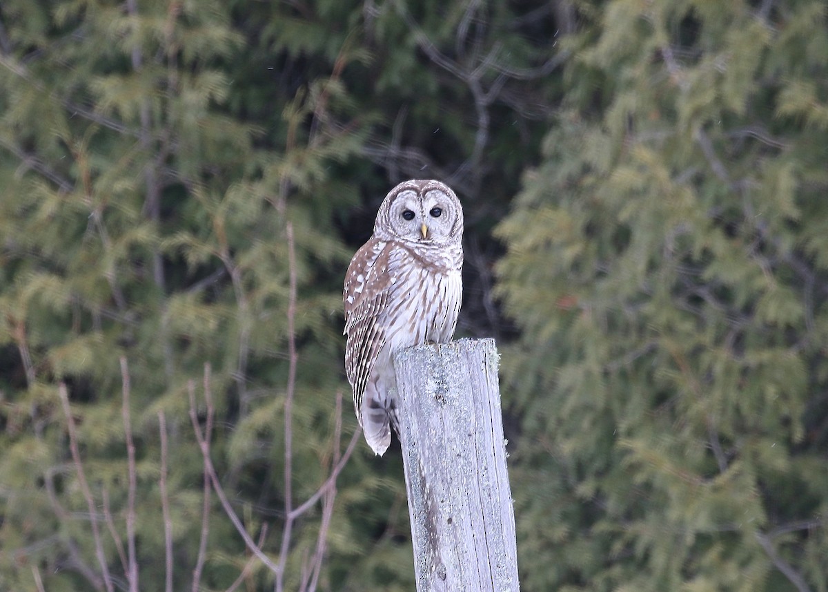 Barred Owl - ML48138491