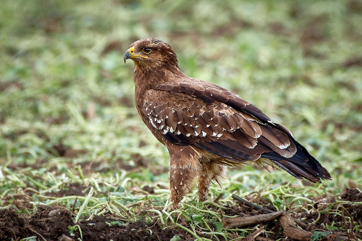 Lesser Spotted Eagle - ML481385241
