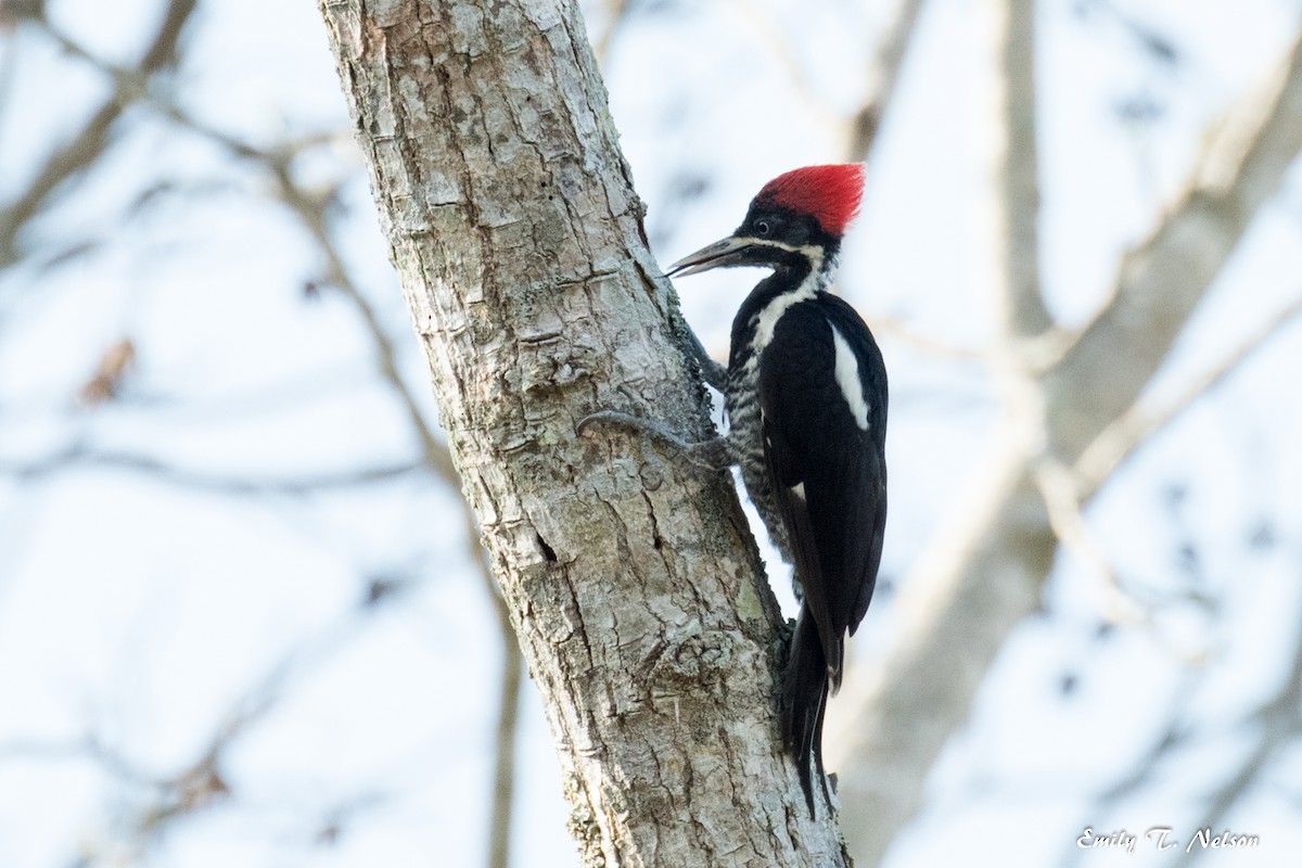 Lineated Woodpecker - John Nelson