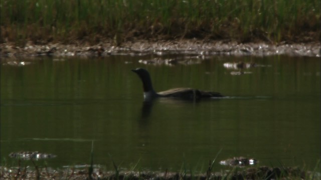 Red-throated Loon - ML481391