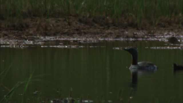 Red-throated Loon - ML481392