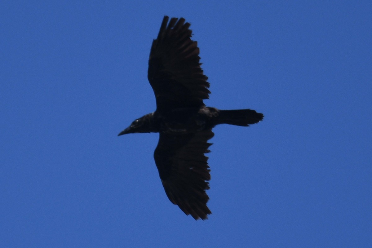 Common Raven - ML481392961