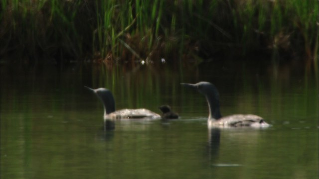 Red-throated Loon - ML481393