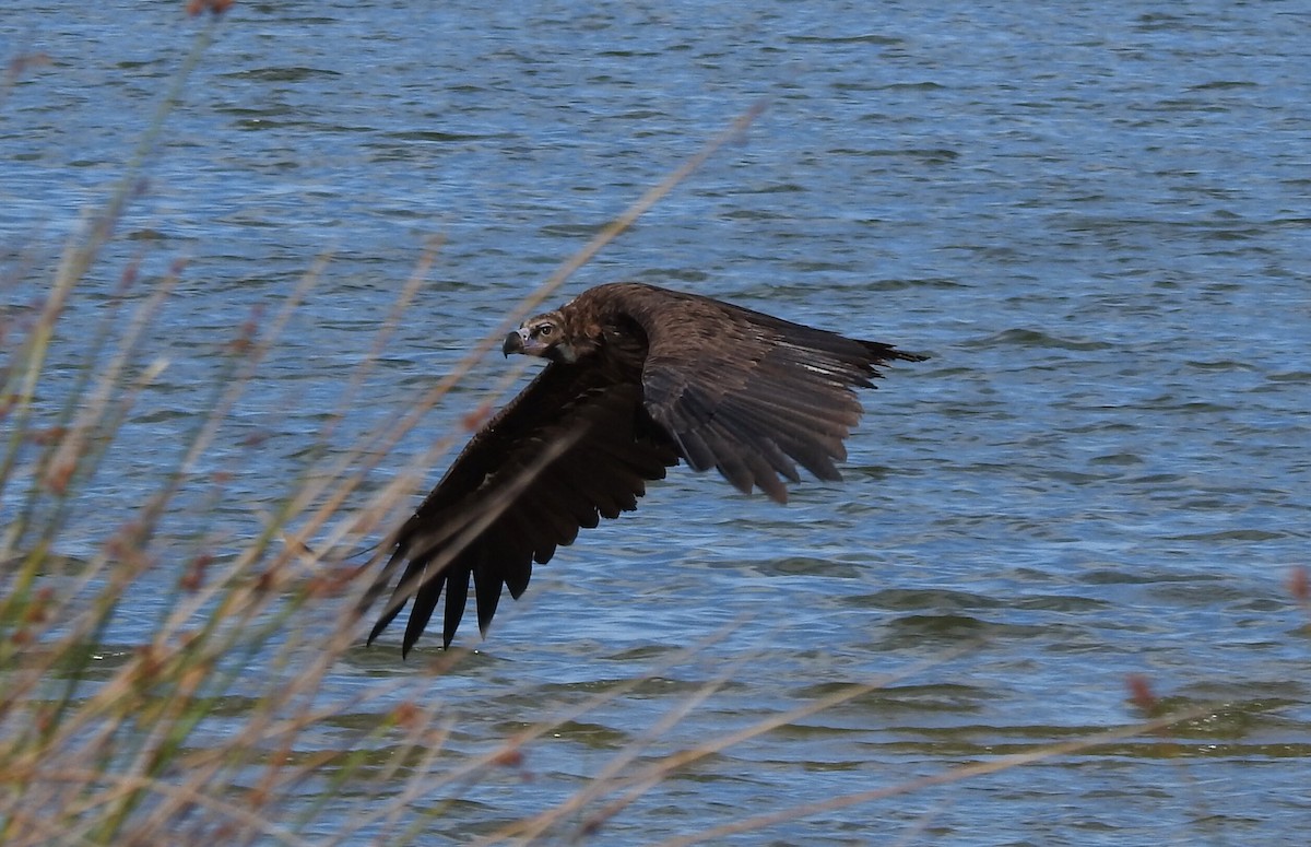 Cinereous Vulture - ML481393021