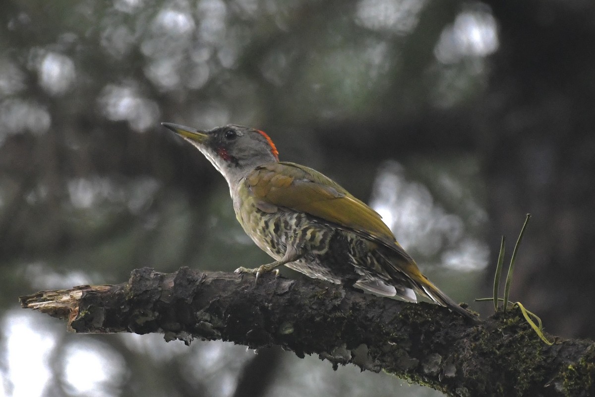 Japanese Woodpecker - ML481394791