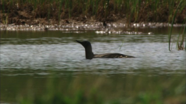 Red-throated Loon - ML481395
