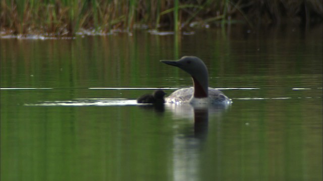 Red-throated Loon - ML481397