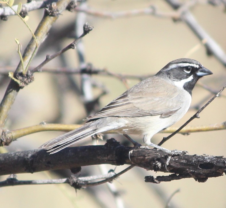 Black-throated Sparrow - ML48139791