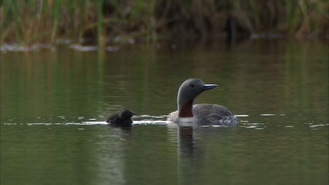  - Red-throated Loon