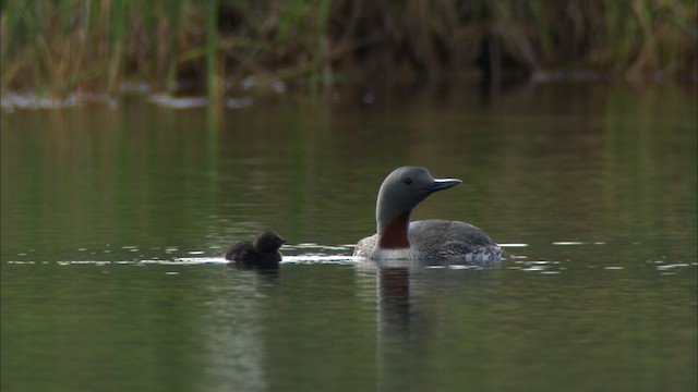 Red-throated Loon - ML481398