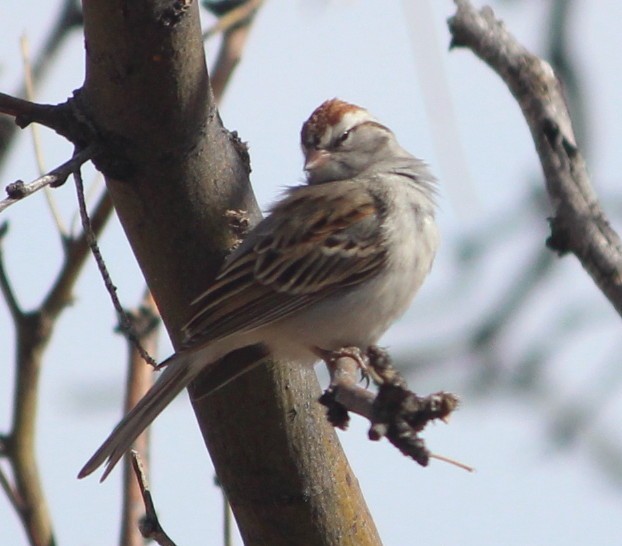 Chipping Sparrow - ML48139841