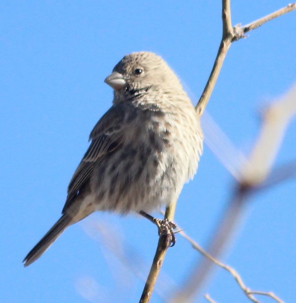 House Finch - B Maguire