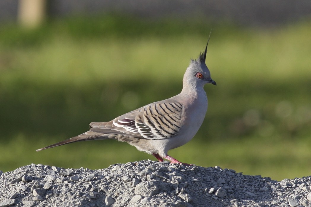 Crested Pigeon - Knut Hansen