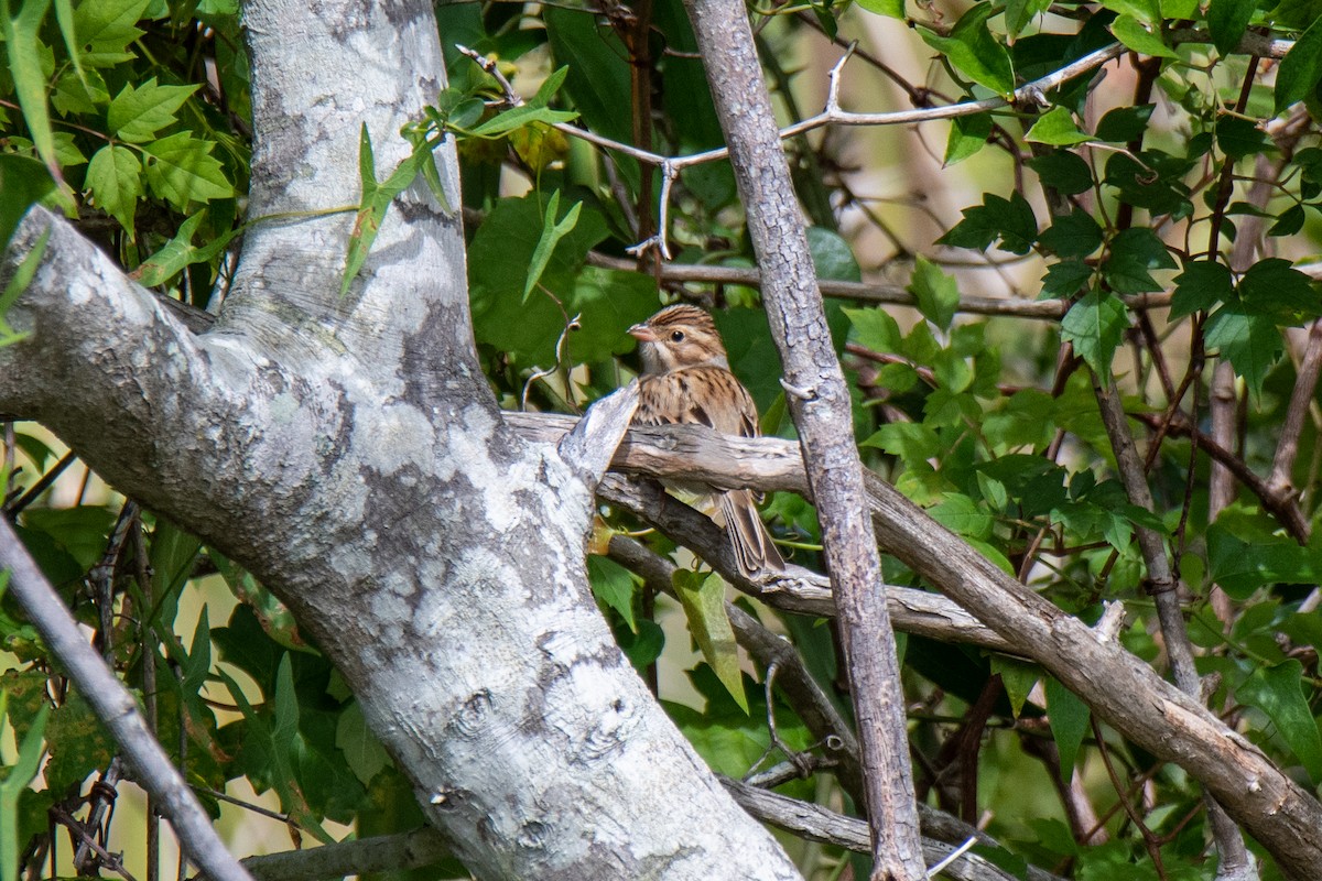 Clay-colored Sparrow - ML481401901