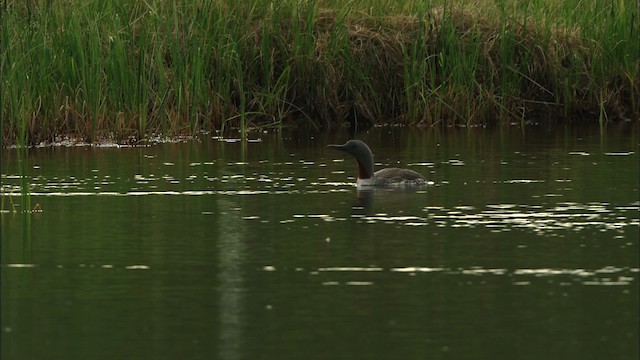 Red-throated Loon - ML481403