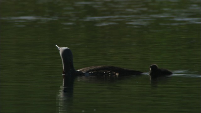 Red-throated Loon - ML481407