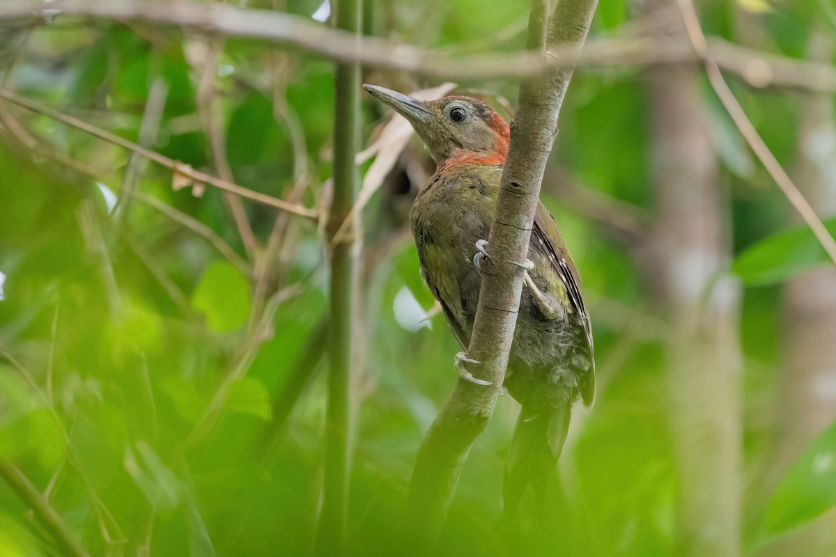 Red-collared Woodpecker - Ngoc Sam Thuong Dang