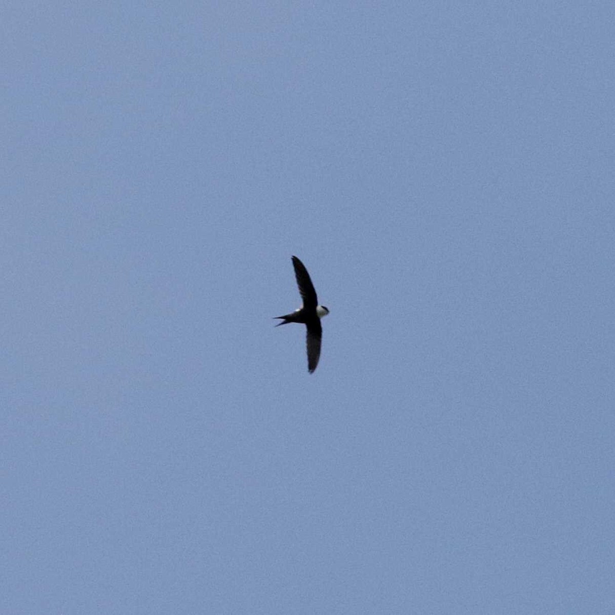 Lesser Swallow-tailed Swift - ML481413311
