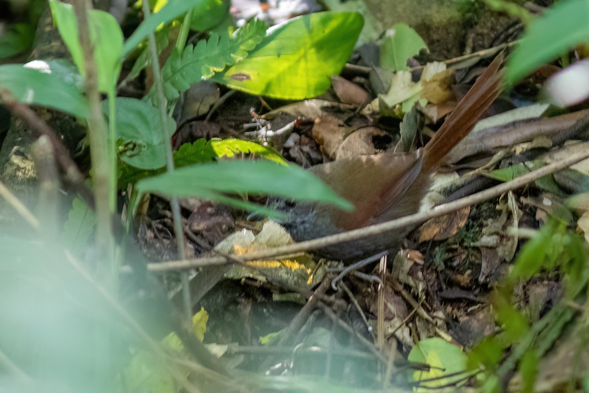 Gray-bellied Spinetail - ML481423321