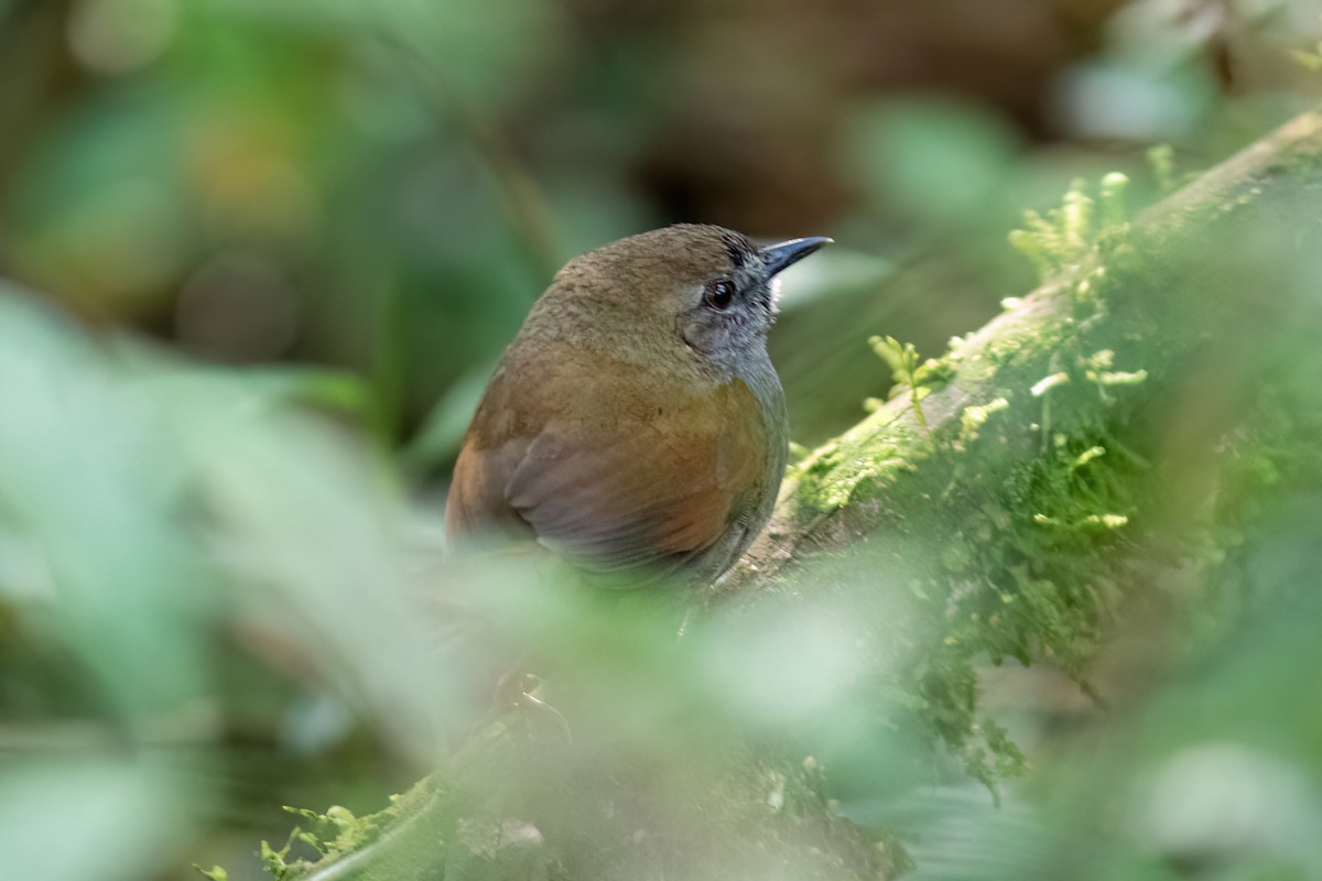 Gray-bellied Spinetail - ML481423331