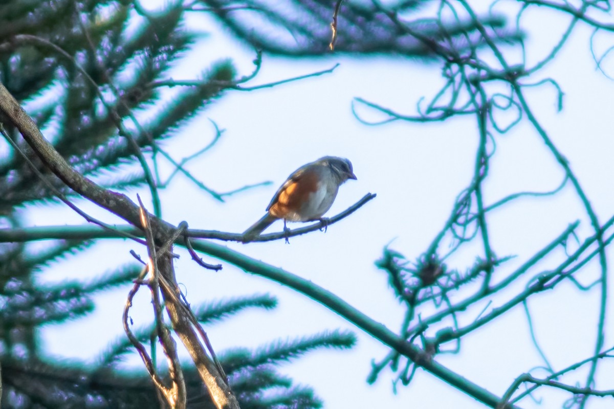 Gray-throated Warbling Finch - ML481424411