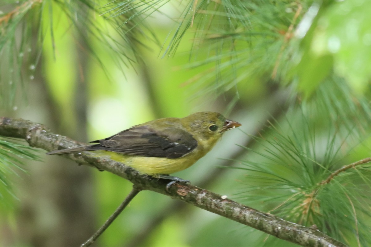 Scarlet Tanager - ML481425331