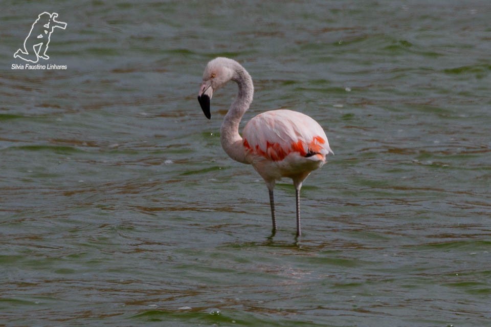 Chilean Flamingo - ML48142591