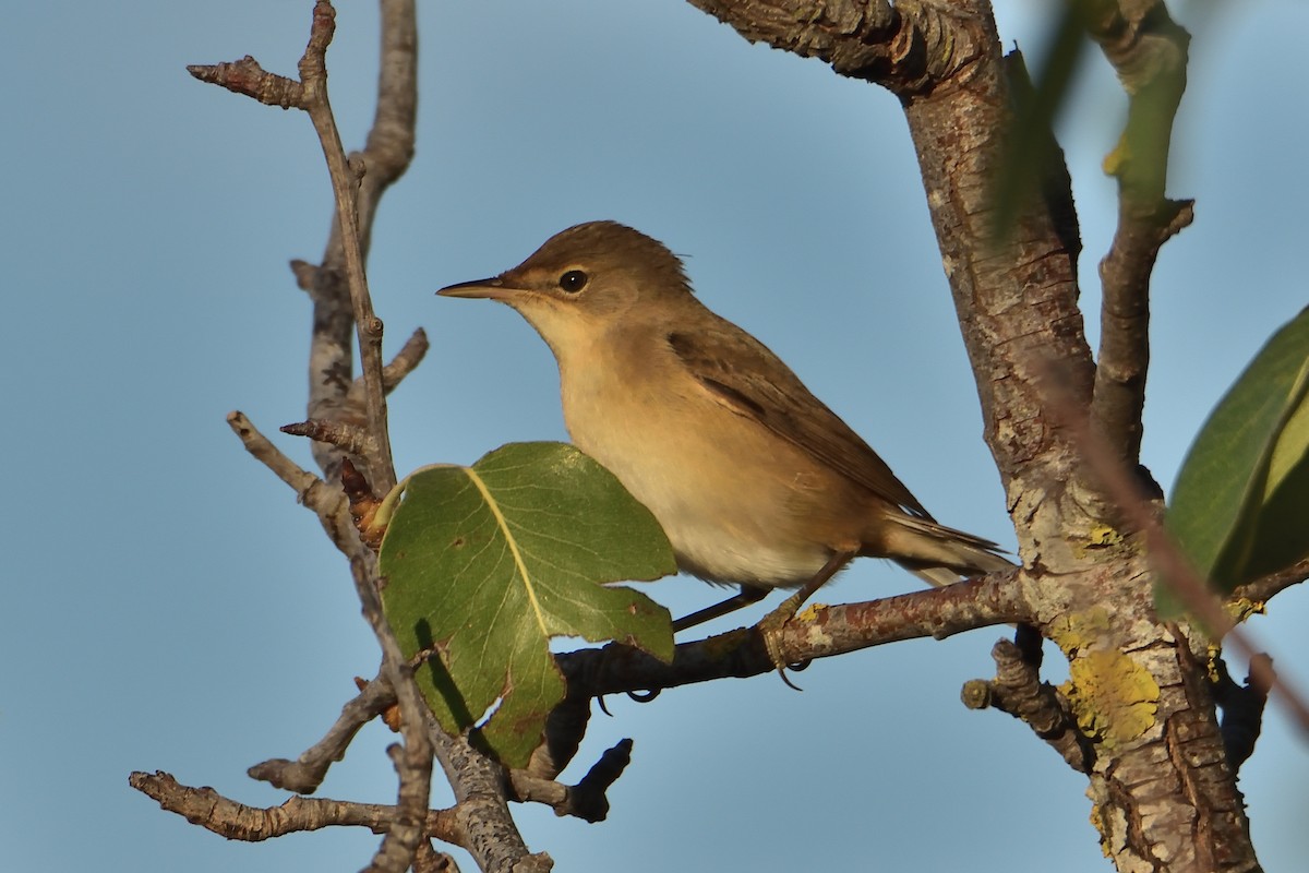 Common Reed Warbler - ML481427371