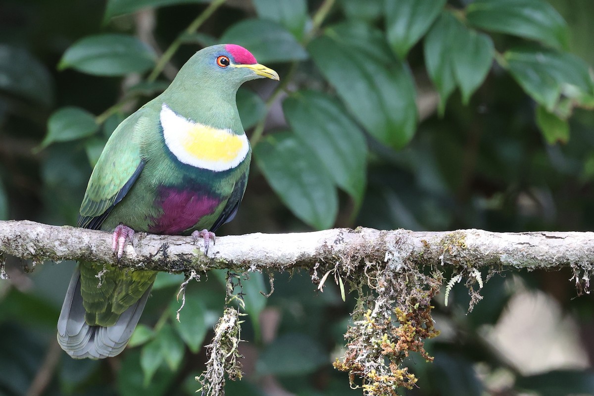 White-breasted Fruit-Dove - ML481427961
