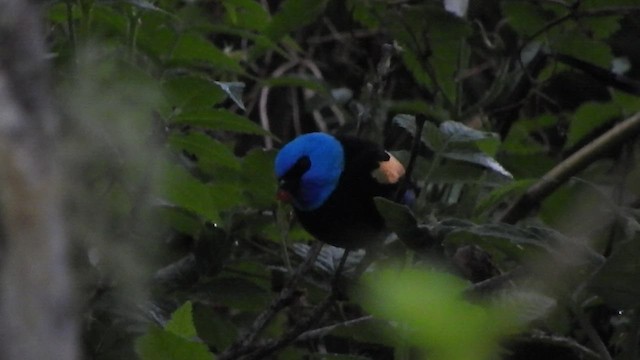 Blue-necked Tanager - ML481428501