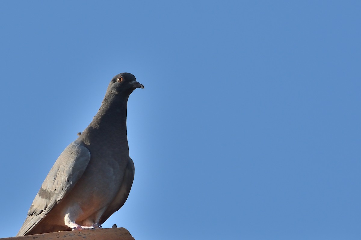 Rock Pigeon - ML481428791