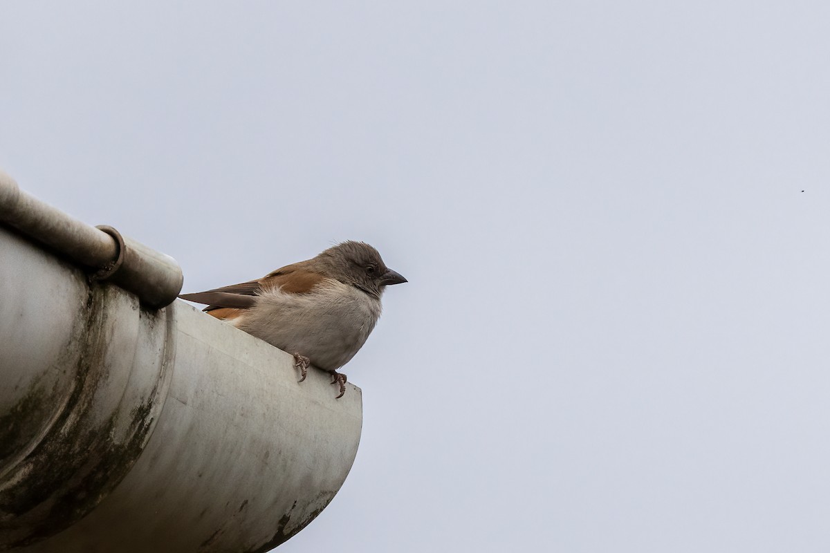 Northern Gray-headed Sparrow - ML481429441